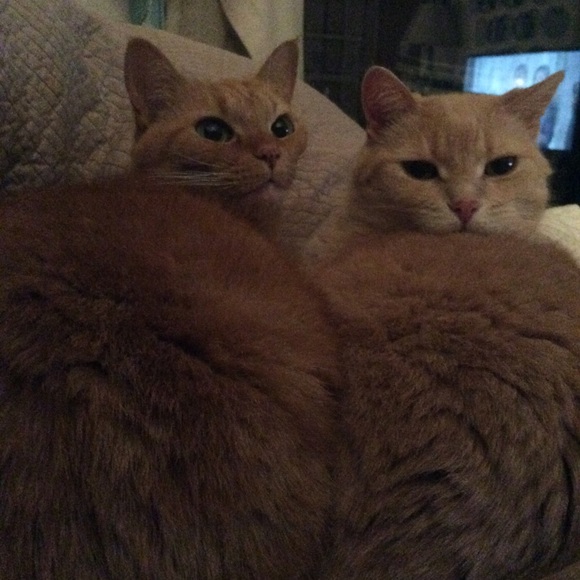 Meet your Posher, Sarah - Picture 4 of 5